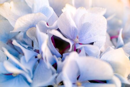 Closeup of light blue hydrangea background.の写真素材