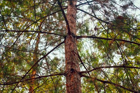Close up of pine trunk growing in the forest.の写真素材
