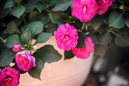 Pink Begonia flowering in pot. Close-up.の写真素材