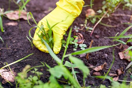 Woman hand in yellow garden glove pulling out  weeds. Close-up.の写真素材