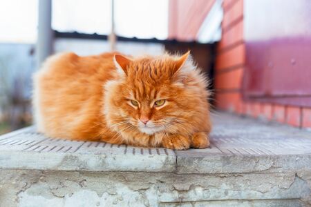Ginger tabby cat lying down on doorstep outdoors.の写真素材