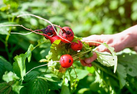 Person hand holds red radishes outdoorsの写真素材