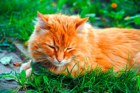 Ginger cat lying down in grass outdoors and sleeping. Close up.の写真素材