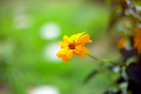 Single yellow daisy against green nature background.の写真素材