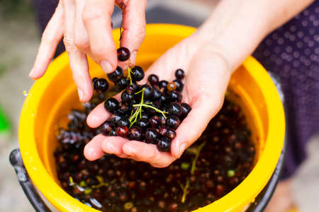 Woman hands washing black currants from yellow bucket