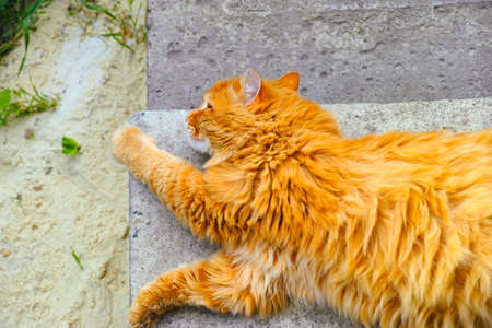 Ginger street cat lying down on the doorstep outside.