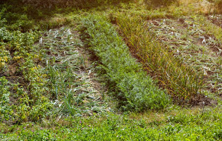 Vegetable garden in summer day. Onions, carrots, potatoes and garlics growing on garden beds