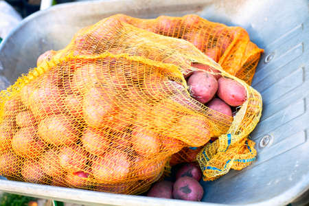 Torn bags of potatoes in a garden wheelbarrow. Close-up.の写真素材