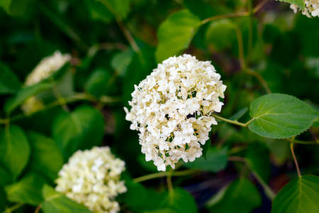 White Hydrangea blooming in natureの写真素材