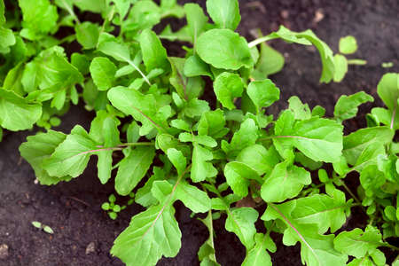 Green organic arugula grows outdoors. Close-up