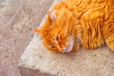 Portrait of Ginger cat lying down on doorstep oudoors. Close-upの写真素材