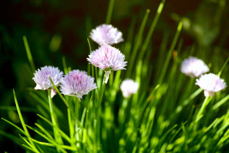 A clump of flowering chives in nature. Close-upの写真素材