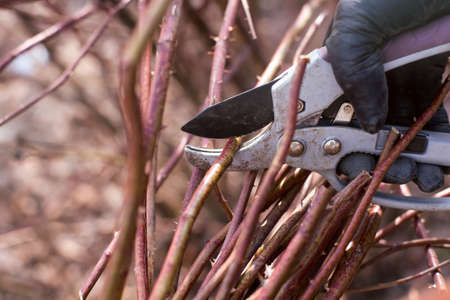 Person hand in protective glove with gardening shears pruning thorny bush. Close-upの写真素材