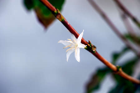 A single white coffee flower blooming on Coffea branch
