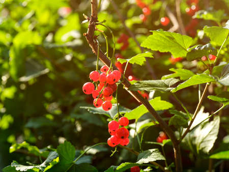 Organic red currants growth on a bush. Sunny summer dayの写真素材