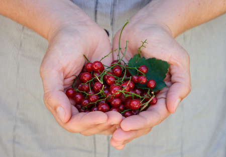 Red currants in woman palms. Close-up