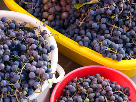 Buckets full of blue grapes.