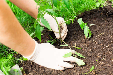 A woman hands in protective gloves planting a young tomato plant. Close-up