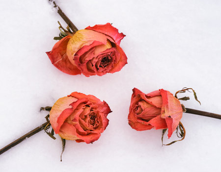 Three dried pink roses laying on snow. Close-upの写真素材