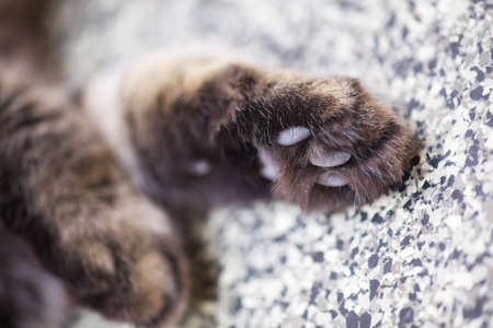 The front paws of a tortoiseshell tabby cat laying on stone background. Close-up. Shallow depth of fieldの写真素材