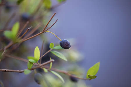 Close-up of a berry on a Myrtus communis (Myrtle) plant. Shallow depth of field