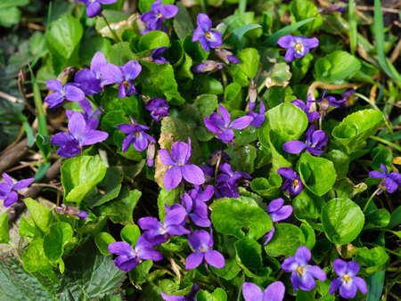 Viola odorata flowering in meadow. Spring time