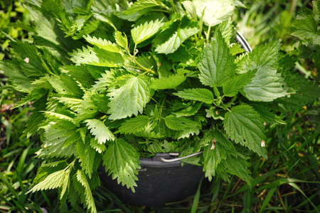 Close-up of a black bucket full of stinging nettle outdoors