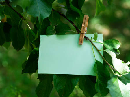 A green paper note hanging on a tree branch. Close-up.