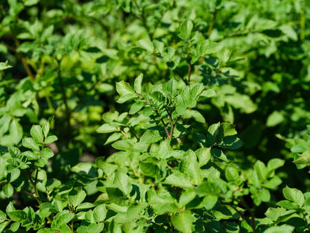 A close-up shot of potato plant on a potato fieldの写真素材
