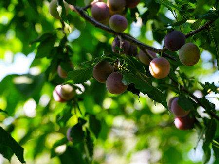 Organic plums growing on tree branches in the orchard.の写真素材
