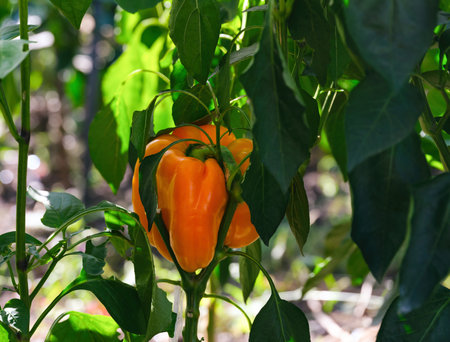 An organic orange bell pepper on a bush in the gardenの写真素材