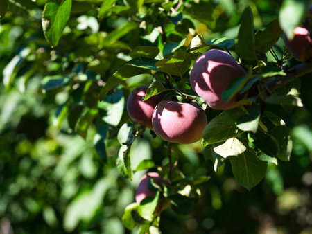 Red organic apples growing on the apple tree. Sunny day.の写真素材