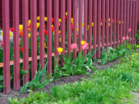 Spring time. A fence with tulips growing and blooming on both sides.の写真素材
