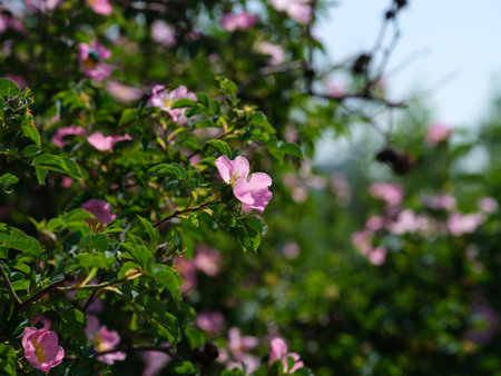 A flowering pink dog rose bush. Close-upの写真素材