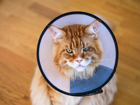 A ginger Maine Coon cat wearing an elizabethan collar sitting on the floorの写真素材