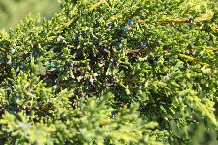 A close-up shot of a juniper plant with blue cones on it