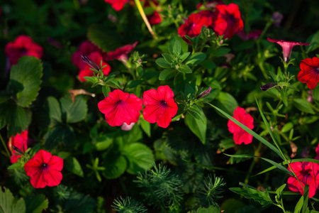 Red petunias flowering in the garden. Close-upの写真素材