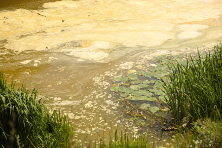 A polluted yellow river with lily pads and grass near the shoreの写真素材