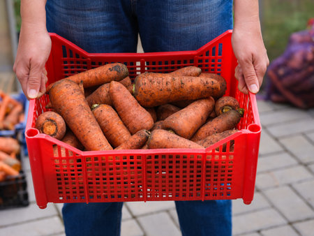 A person holding a red crate full of orange carrotsの写真素材