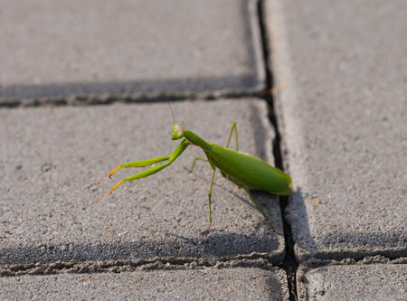 A green praying mantis on stone tilesの写真素材