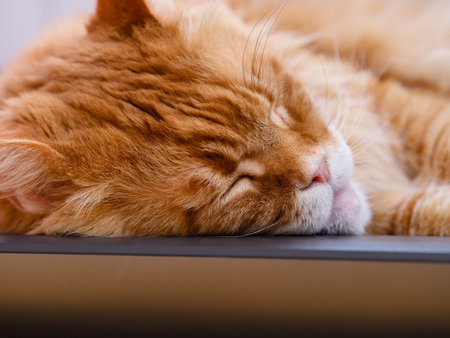 A Portrait of a sleeping ginger Maine Coon cat. Close-up.の写真素材