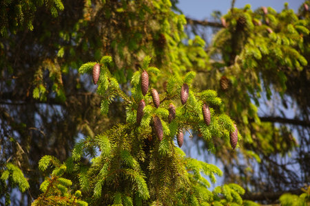 Spruce tree with spruce cones hanging off of its branches. Close-upの写真素材