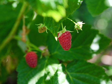 A close-up shot of red ripe raspberry on the bush