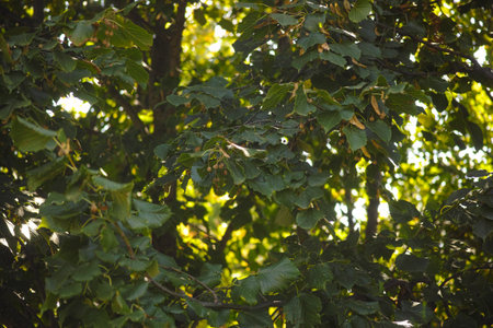 Green Linden tree (Tilia) crown with lime seeds on branches. Full frame