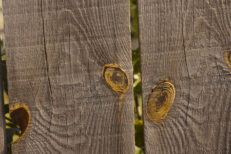 Close-up shot of wooden fence planks with yellow large knotsの写真素材
