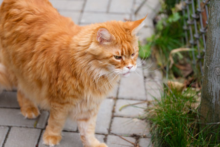 Ginger Maine Coon cat looking for something outdoorsの写真素材