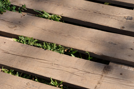 Wooden planks with weeds growing under themの写真素材