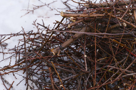 A pile of branches and twigs on snowの写真素材