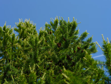 Top of Larch tree with cones against a blue sky.の写真素材