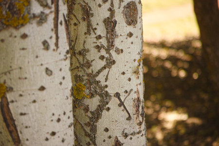 Close-up shot of Trembling aspen tree trunks (Populus tremuloides)の写真素材